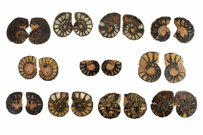 Clearance Lot: Cretaceous Iron Replaced Ammonite Fossils - Pairs #269510